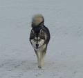 scout 12-2010 12